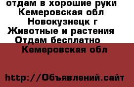 отдам в хорошие руки - Кемеровская обл., Новокузнецк г. Животные и растения » Отдам бесплатно   . Кемеровская обл.